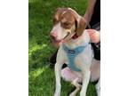 Adopt Zoe a White - with Brown or Chocolate Labrador Retriever / English Pointer