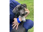 Adopt Matrix a Black - with White Labrador Retriever / Schnauzer (Standard) /