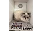 Adopt Challa a Ragdoll / Mixed cat in San Gabriel, CA (41548395)