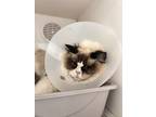 Adopt Sourdough a Ragdoll / Mixed cat in San Gabriel, CA (41548392)