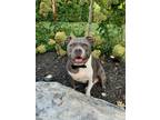 Adopt Shadow a Gray/Blue/Silver/Salt & Pepper American Pit Bull Terrier /