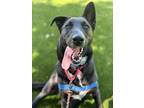 Adopt Flower a Mixed Breed (Large) / Mixed dog in Mipiltas, CA (41539201)