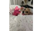 Adopt Millah a White - with Brown or Chocolate Jack Russell Terrier / Mixed dog