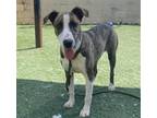 Adopt Nichole a Brindle Plott Hound / Pit Bull Terrier / Mixed dog in Rockwall