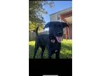 Adopt Marley a Black Labradoodle / Mixed dog in Worthington, OH (41548147)