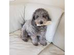 Adopt Rascal a Gray/Blue/Silver/Salt & Pepper Bichon Frise / Poodle (Miniature)