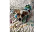 Adopt zach a White - with Red, Golden, Orange or Chestnut Jack Russell Terrier /