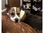 Adopt Zarla a Brindle American Pit Bull Terrier / Mixed dog in Canton