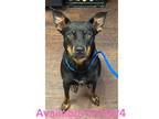 Adopt Dog Kennel # 7 Remi a German Pinscher / Mixed Breed (Medium) / Mixed dog