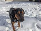 Adopt Jake a Black - with Tan, Yellow or Fawn Beagle / Labrador Retriever /