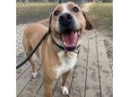 Adopt Roco a Brown/Chocolate Mixed Breed (Small) / Mixed Breed (Medium) / Mixed