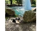 Adopt John-Pierre a White - with Black Shih Tzu / Mixed dog in Sugar Land