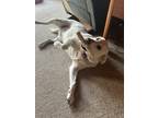 Adopt Sia a Tan/Yellow/Fawn Golden Retriever / Mixed dog in Marion