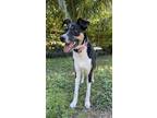 Adopt Ellie a Black - with White Australian Shepherd / American Pit Bull Terrier