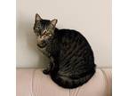 Adopt Tito a Gray, Blue or Silver Tabby American Shorthair / Mixed (short coat)