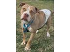Adopt Arwen a Tan/Yellow/Fawn Mixed Breed (Medium) / Mixed Breed (Medium) /