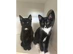 Adopt Daffodil a Domestic Shorthair / Mixed (short coat) cat in Hyde Park