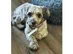 Adopt Cookie a Brown/Chocolate Cocker Spaniel / Poodle (Miniature) / Mixed dog