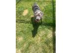 Adopt Haley a Terrier (Unknown Type, Small) / Mixed Breed (Medium) / Mixed dog