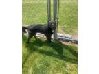 Adopt Blackie a Collie / Mixed Breed (Medium) / Mixed dog in Greenville
