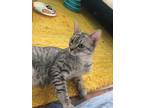 Adopt Jose -Exotic a Spotted Tabby/Leopard Spotted Egyptian Mau (short coat) cat
