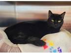 Adopt Bertha - $30 Adoption Fee and FREE Gift Bag a All Black Bombay / Mixed