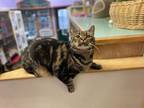 Adopt Pirate a Domestic Shorthair cat in Cortland, NY (41547942)