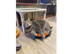 Adopt Pebbles a Domestic Shorthair cat in Cortland, NY (41537064)