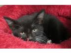 Adopt Uhura a All Black Domestic Shorthair (short coat) cat in Georgetown