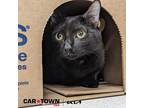 Adopt Rose a Domestic Shorthair / Mixed cat in Lexington, KY (41522231)
