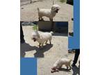 Adopt 18933 a Poodle (Toy or Tea Cup) / Mixed dog in Covington, GA (41547873)