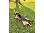 Adopt Turbo a Tan/Yellow/Fawn - with Black German Shepherd Dog / American Pit