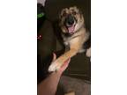 Adopt Hopper a Black - with Tan, Yellow or Fawn German Shepherd Dog / Husky /