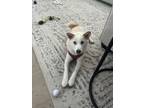 Adopt Kodiak a White - with Red, Golden, Orange or Chestnut Shiba Inu / Shiba