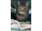Adopt Matu a Brown or Chocolate Domestic Shorthair (short coat) cat in Los