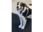 Adopt Fonzy a Tricolor (Tan/Brown & Black & White) Australian Shepherd / Mixed