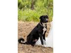 Adopt Comrade a Black - with White Mutt / Mixed dog in Blanco, TX (41547844)