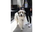 Adopt Queen a White Mutt dog in New York, NY (41547913)