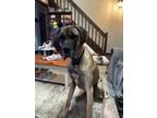 Adopt Mani a Tan/Yellow/Fawn - with Black Great Dane / Mixed dog in Midlothian