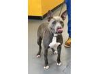 Adopt 24-05-1609 Jenny a Pit Bull Terrier / Mixed dog in Dallas, GA (41547875)