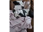 Adopt Dot a Black - with White Mutt / American Staffordshire Terrier / Mixed dog