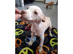 Adopt Lupin a Tan/Yellow/Fawn - with White Boxer / Terrier (Unknown Type