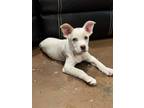 Adopt Peony a White - with Tan, Yellow or Fawn Boxer / Terrier (Unknown Type