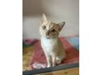Adopt Strawberry a Orange or Red (Mostly) American Bobtail cat in Berea