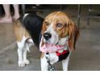 Adopt Sally a Brown/Chocolate - with White Beagle / Mixed dog in Charlotte