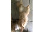 Adopt Ravi and Bowie a Domestic Longhair / Mixed (long coat) cat in Columbia
