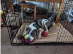 Adopt BUSTER a White - with Gray or Silver American Pit Bull Terrier / Mixed dog