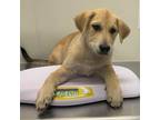 Adopt KATIE a Tan/Yellow/Fawn - with Black Anatolian Shepherd / Mixed Breed