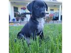 Adopt Olive a Black Labrador Retriever / Australian Cattle Dog / Mixed dog in