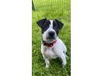 Adopt Tommy a White - with Black Labrador Retriever / Australian Cattle Dog /